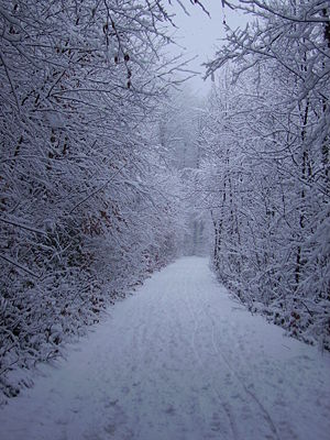 Rodelbahn Gsohl 2009-02-08.JPG