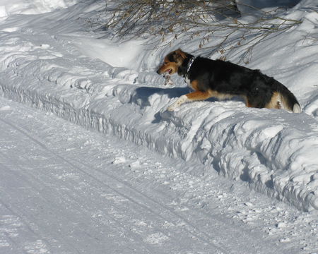 Rodeln Hund neben Rodelbahn.jpg