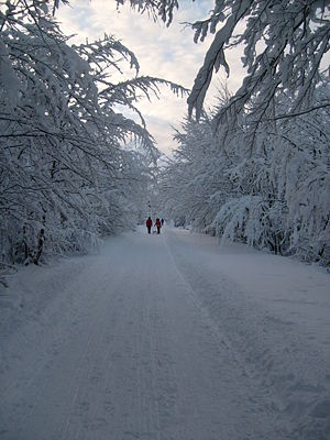 Rodelbahn Halltal 2008-11-23 oberhalb 2. Ladhütte.jpg