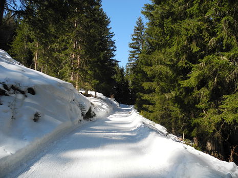 Die Strecke im oberen Abschnitt nach der Auffangalm.