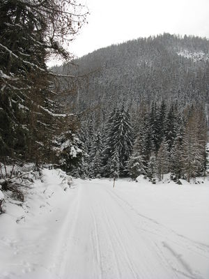 Rodelbahn Wurzbergalm 2009-12-19.jpg