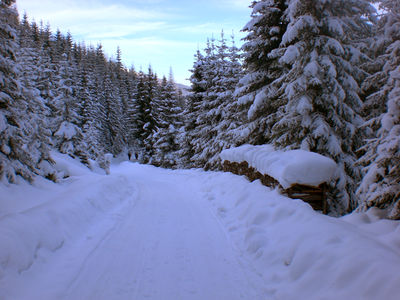 Rodelbahn Sattelberg 20100213.jpg