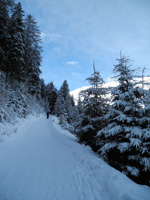 Rodelbahn Brandstattalm 2014-01-06.JPG