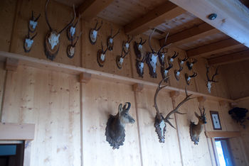 Die Wand mit Jagdtrophäen.