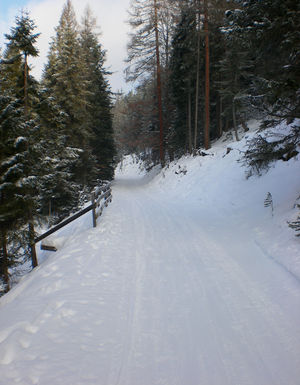 Rodelstrecke im obersten Abschnitt